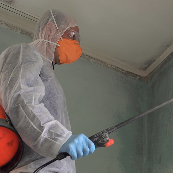 Why Us - Mold Removal Experts